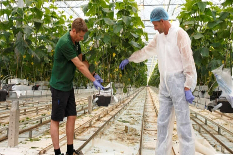 'Preventieve aanpak werkt in bestrijding Pythium' 'Preventieve aanpak werkt in bestrijding Pythium'