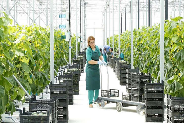 Spayka omarmt IPM met hulp Crop-Scanner App Spayka omarmt IPM met hulp Crop-Scanner App