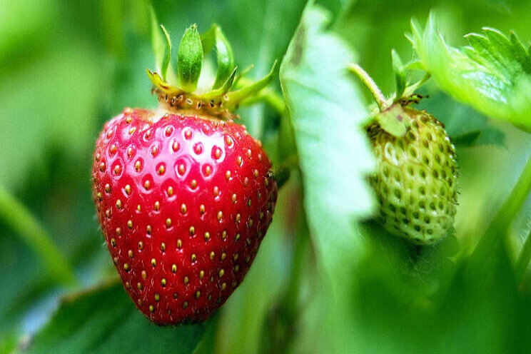 SalicylPuur vermindert uitval aardbeitrayplanten SalicylPuur vermindert uitval aardbeitrayplanten