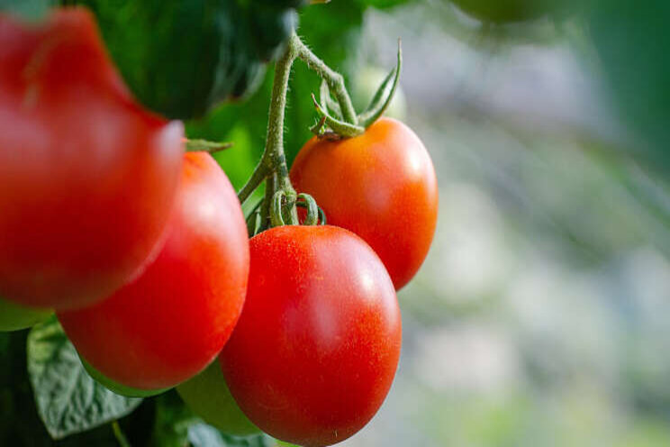 Weer tijdelijke vrijstelling Verimark tomatenteelt Weer tijdelijke vrijstelling Verimark tomatenteelt