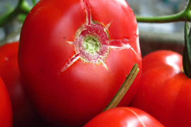 'Geen plantenstress tomaat' 'Geen plantenstress tomaat'