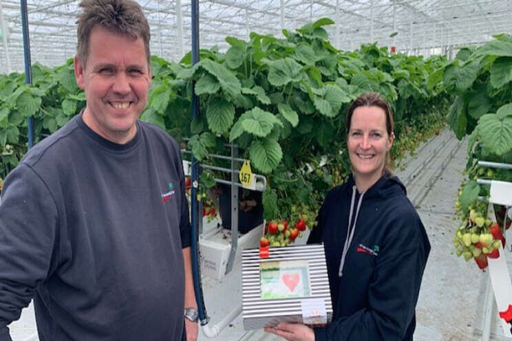 Eerste aardbeien uit nieuwe kas VOF de Goeije Kroon