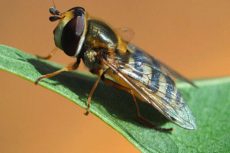 Zweefvlieg krachtig nieuw wapen tegen bladluis