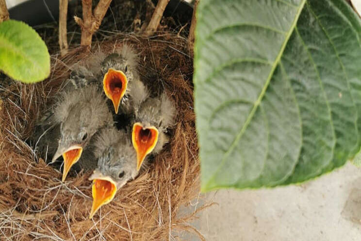 Video: Nestje in de kas